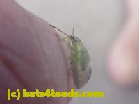 /home//u458753944/public_html/sourcegallery////Insects and small critters/aphids cicadas lanternflies and true bugs (Hemiptera)/P1140049.JPG